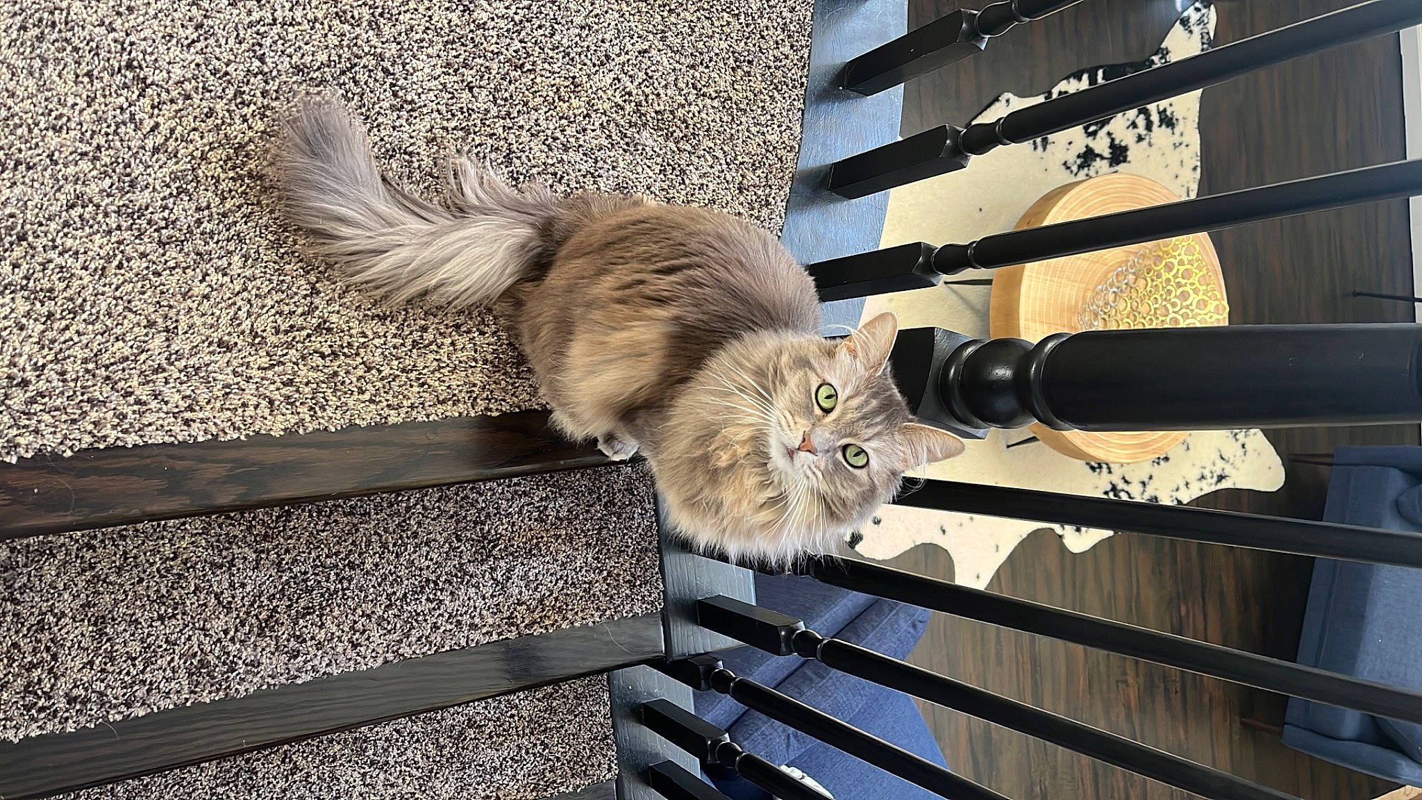 Cede joined the competition — help win amazing prizes! carnivore, cat, domestic_short_haired_cat, fawn, felidae, fur, grey, handrail, line, metal, road_surface, roof, shadow, small_to_medium_sized_cats, tail, terrestrial_animal, tree, whiskers, window, wood