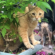 Hemingway is registered to the contest to win money with this photo: animal, background, canine, cat, curious, dog, feline, flower_petals, garden, greenery, leaves, nature, orange_tabby, outdoor, pathway, pet, phone_ui, plant, planter_box, screenshot