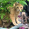 animal, background, canine, cat, curious, dog, feline, flower_petals, garden, greenery, leaves, nature, orange_tabby, outdoor, pathway, pet, phone_ui, plant, planter_box, screenshot