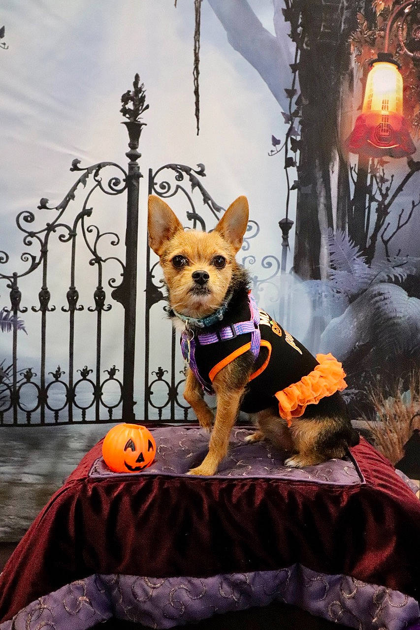 Pumpkin joined the competition — help win amazing prizes! carnivore, chihuahua, companion_dog, dog, dog_breed, dog_clothes, dog_supply, event, fawn, fence, fictional_character, fur, lamp, leash, plant, purple, tail, toy_dog, tree, witch_hat