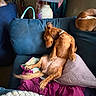 Tamara joined the competition — help win amazing prizes! dog, dachshund, sleeping, lounging, reclining, brown_fur, long_hair, collar, indoor, living_room, sofa, couch, pillows, blankets, lamp, home_decor, relaxed, resting, funny_pose, pet