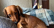Tamara is registered to the contest to win money with this photo: dog, dachshund, brown_dog, pet, sleepy, relaxed, couch, cushion, blanket, home, indoors, portrait, lying_down, floppy_ears, long_body, brown_fur, sunlight, cozy, living_space, resting