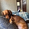 dog, dachshund, brown_dog, pet, sleepy, relaxed, couch, cushion, blanket, home, indoors, portrait, lying_down, floppy_ears, long_body, brown_fur, sunlight, cozy, living_space, resting