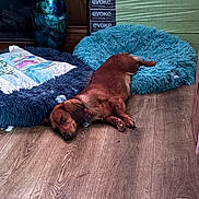 Tamara is registered to the contest to win money with this photo: dog, sleeping, brown_dog, lying_down, indoor, wood_floor, blue_cushion, shaggy_blanket, pet_bed, collar, tag, relaxed, nap, cozy, home, furniture, vase, dried_flowers, portrait, floor