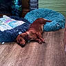 dog, sleeping, brown_dog, lying_down, indoor, wood_floor, blue_cushion, shaggy_blanket, pet_bed, collar, tag, relaxed, nap, cozy, home, furniture, vase, dried_flowers, portrait, floor