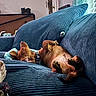 Tamara is registered to the contest to win money with this photo: dog, dogs, pet, animal, upside_down, belly_up, sleeping, relaxed, playful, paws, brown_fur, couch, sofa, blue_cushion, living_room, indoor, cozy, window, collar, portrait