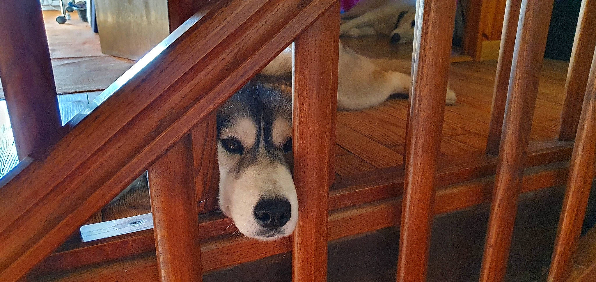 Lagoa participe au concours pour gagner de l'argent avec cette photo : carnivore, chair, companion_dog, dog, dog_breed, door, foot, fur, hardwood, human_leg, pet_supply, plank, room, sporting_group, table, terrestrial_animal, window, wood, wood_stain, working_animal