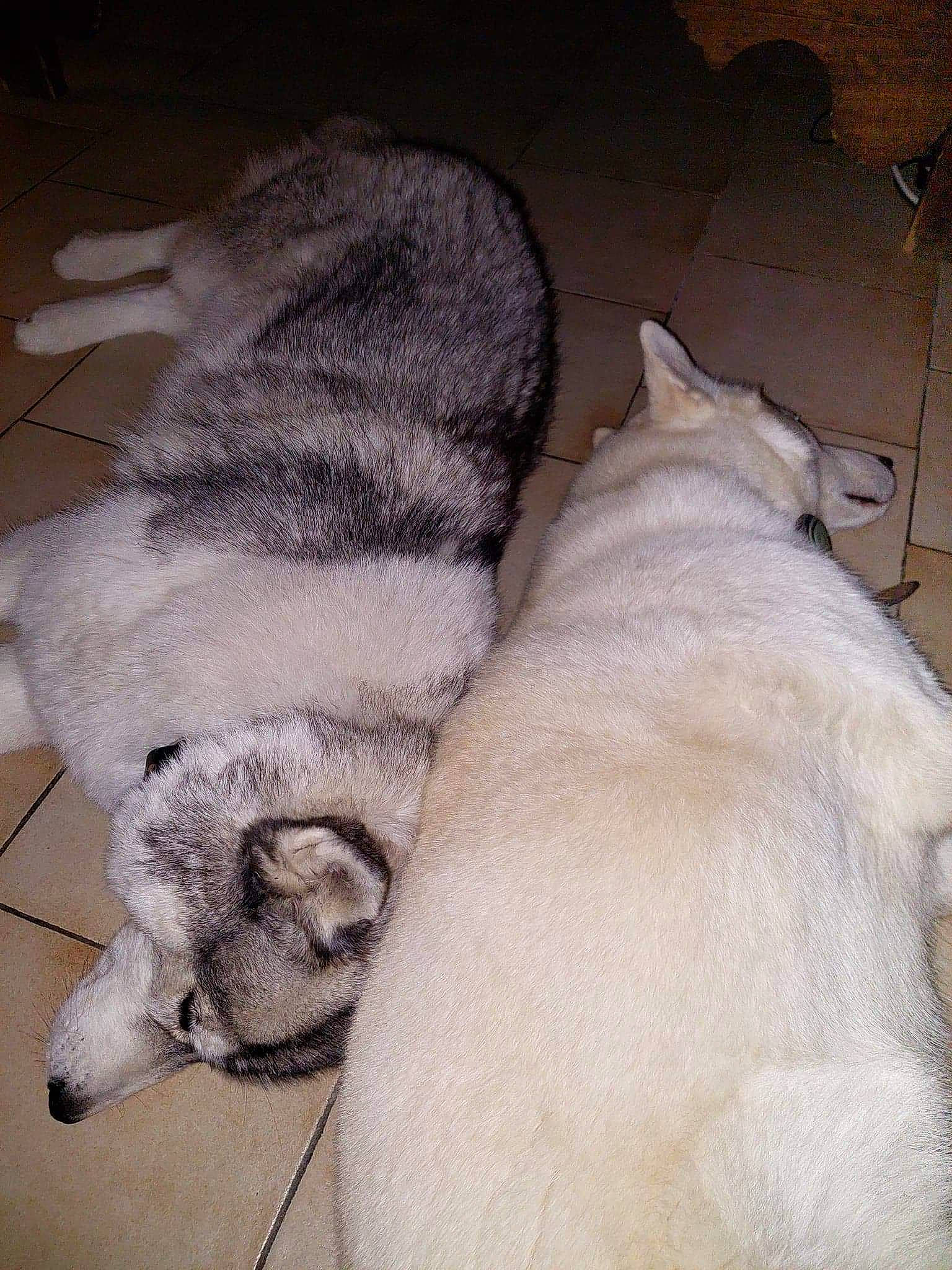 Lagoa participe au concours pour gagner de l'argent avec cette photo : canidae, carnivore, claw, comfort, companion_dog, dog, dog_breed, fawn, felidae, fur, grey, nap, non_sporting_group, paw, small_to_medium_sized_cats, snout, sporting_group, tail, whiskers, working_animal