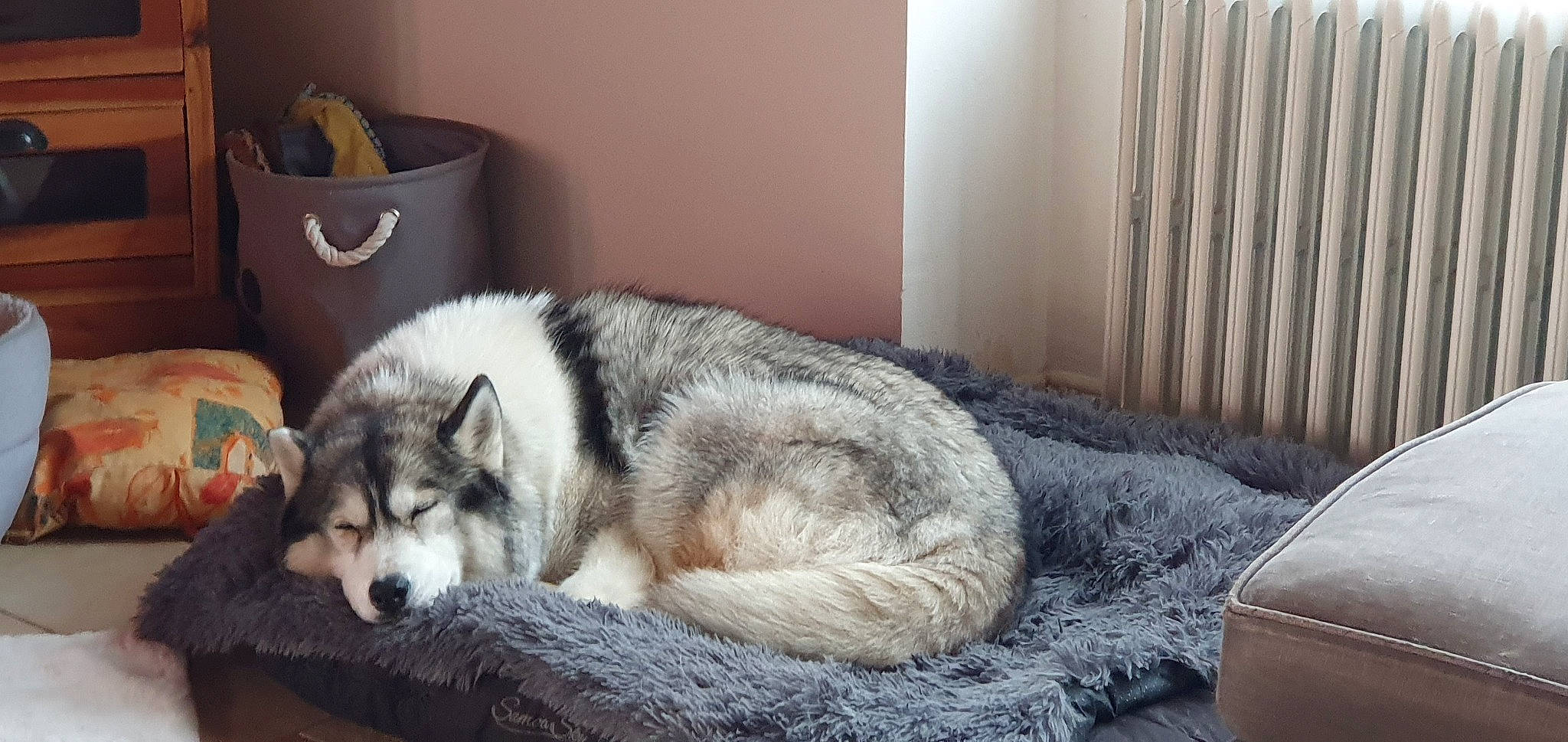 Lagoa participe au concours pour gagner de l'argent avec cette photo : canidae, canis, carnivore, comfort, companion_dog, dog, dog_breed, fawn, fur, grey, room, sled_dog, snout, sporting_group, terrestrial_animal, whiskers, wolf, wood, working_animal, working_dog