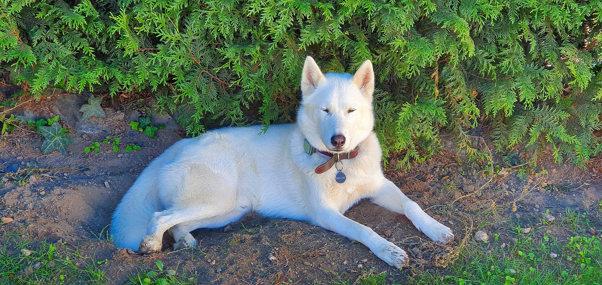 Milow a rejoint le concours — aidez-le/la à gagner de superbes lots ! ancient_dog_breeds, canidae, carnivore, collar, companion_dog, dog, dog_breed, fawn, grass, non_sporting_group, plant, sporting_group, tail, terrestrial_animal, tree, working_animal, working_dog