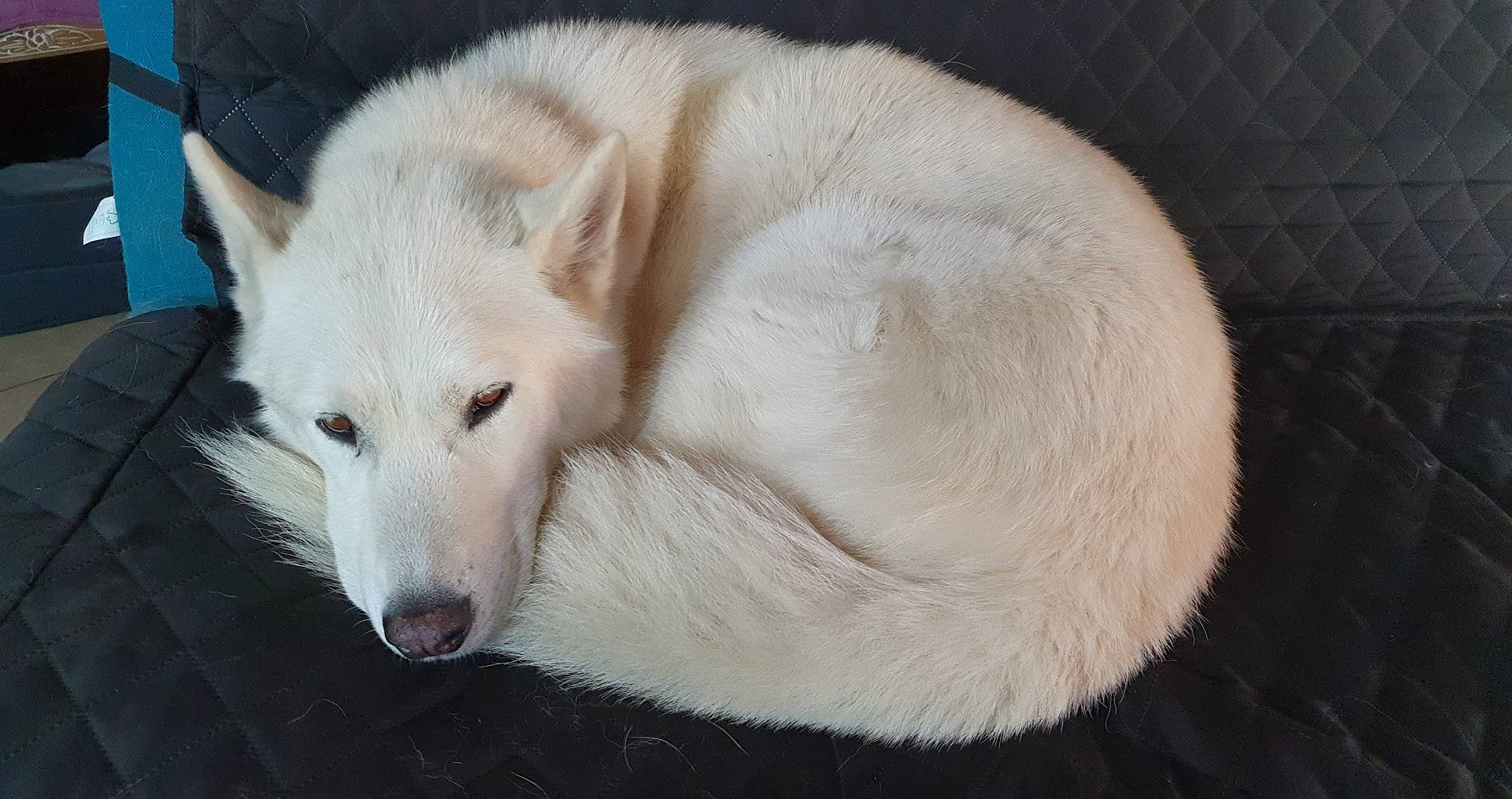 Milow participe au concours pour gagner de l'argent avec cette photo : balance, canidae, canis, carnivore, claw, companion_dog, dog, dog_breed, fang, fur, no_expression, non_sporting_group, sporting_group, tail, terrestrial_animal, whiskers, wildlife, working_animal