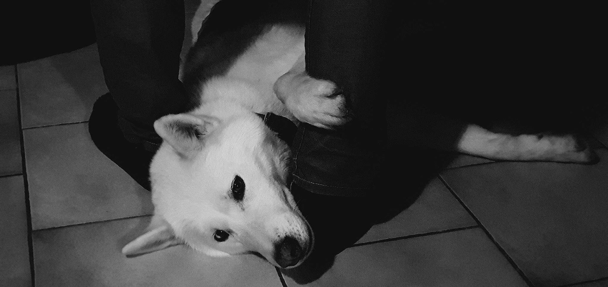 Milow participe au concours pour gagner de l'argent avec cette photo : canidae, carnivore, companion_dog, dog, dog_breed, ear, fawn, flooring, foot, fur, gesture, human_leg, jaw, mammal, monochrome, monochrome_photography, non_sporting_group, paw, sporting_group, whiskers