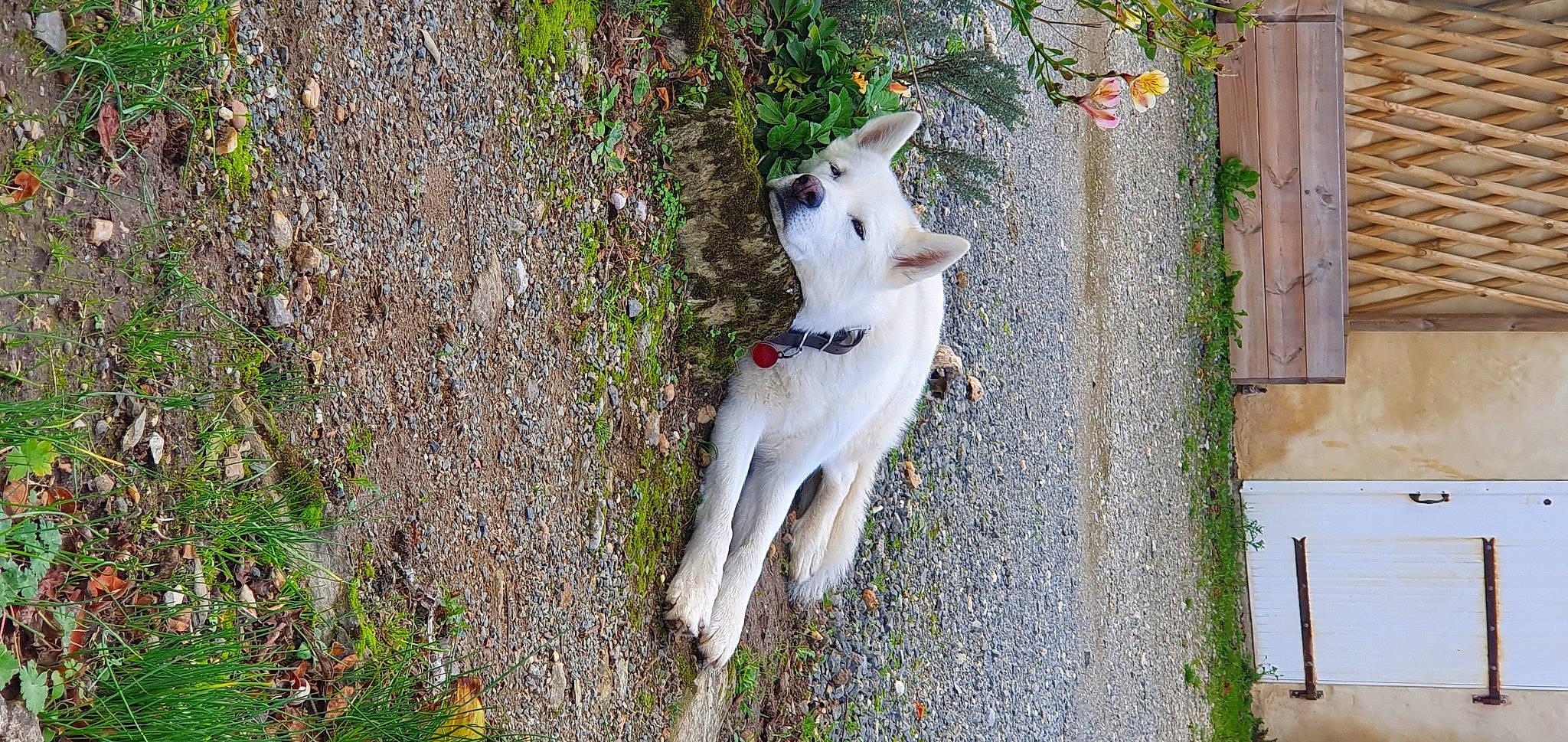 Milow a rejoint le concours — aidez-le/la à gagner de superbes lots ! canidae, carnivore, collar, companion_dog, dog, dog_breed, domestic_short_haired_cat, fawn, felidae, fur, grass, plant, small_to_medium_sized_cats, snout, sporting_group, tail, tree, whiskers, wood, working_animal