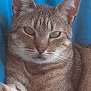Malawi a rejoint le concours — aidez-le/la à gagner de superbes lots ! cat, tabby_cat, feline, pet, animal, portrait, close_up, blue_background, indoor, sitting, lying_down, fur, whiskers, ears, eyes, paws, striped_fur, relaxed, alert, photography