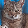 alert, animal, blue_background, cat, close_up, ears, eyes, feline, fur, indoor, lying_down, paws, pet, photography, portrait, relaxed, sitting, striped_fur, tabby_cat, whiskers