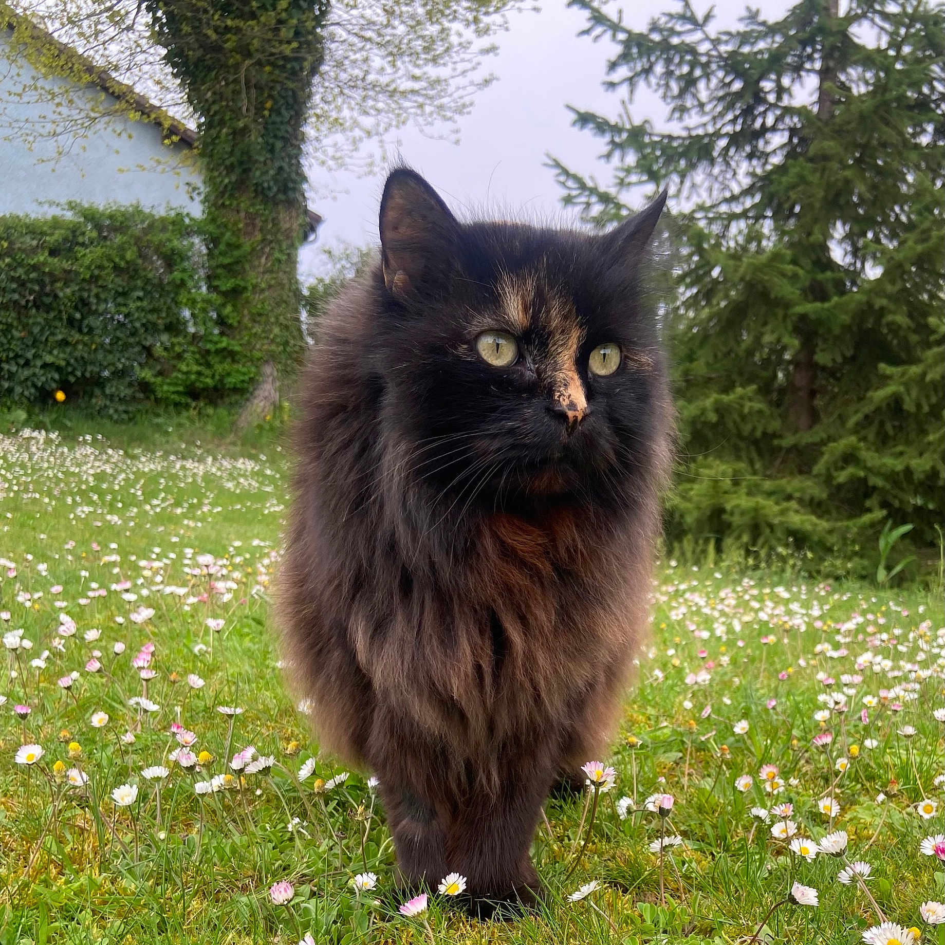 Chipie a rejoint le concours — aidez-le/la à gagner de superbes lots ! animal, black_cat, calm, cat, closeup, flower_field, fluffy, garden, grass, greenery, house, ivy, nature, outdoor, pet, spring, tree, walking, wildflowers, yellow_eyes