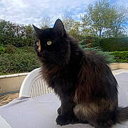 Chipie a rejoint le concours — aidez-le/la à gagner de superbes lots ! cat, black_cat, fluffy, outdoor, table, chair, plants, trees, cloudy_sky, pet, feline, animal, nature, fur, sitting, side_view, garden, daylight, greenery, domestic_animal