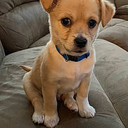 Bo Garza is registered to the contest to win money with this photo: puppy, dog, young, collar, blue_collar, cute, pet, animal, indoor, sofa, furniture, sitting, small, brown, white_paws, fur, ears, face, eyes, adorable