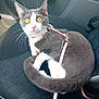 Ora participe au concours pour gagner de l'argent avec cette photo : cat, gray_cat, white_cat, yellow_eyes, pink_harness, leash, car_seat, car_interior, pet, animal, domestic_cat, curious, sitting, looking_up, whiskers, tail, feline, indoor, transport, seatbelt_buckle