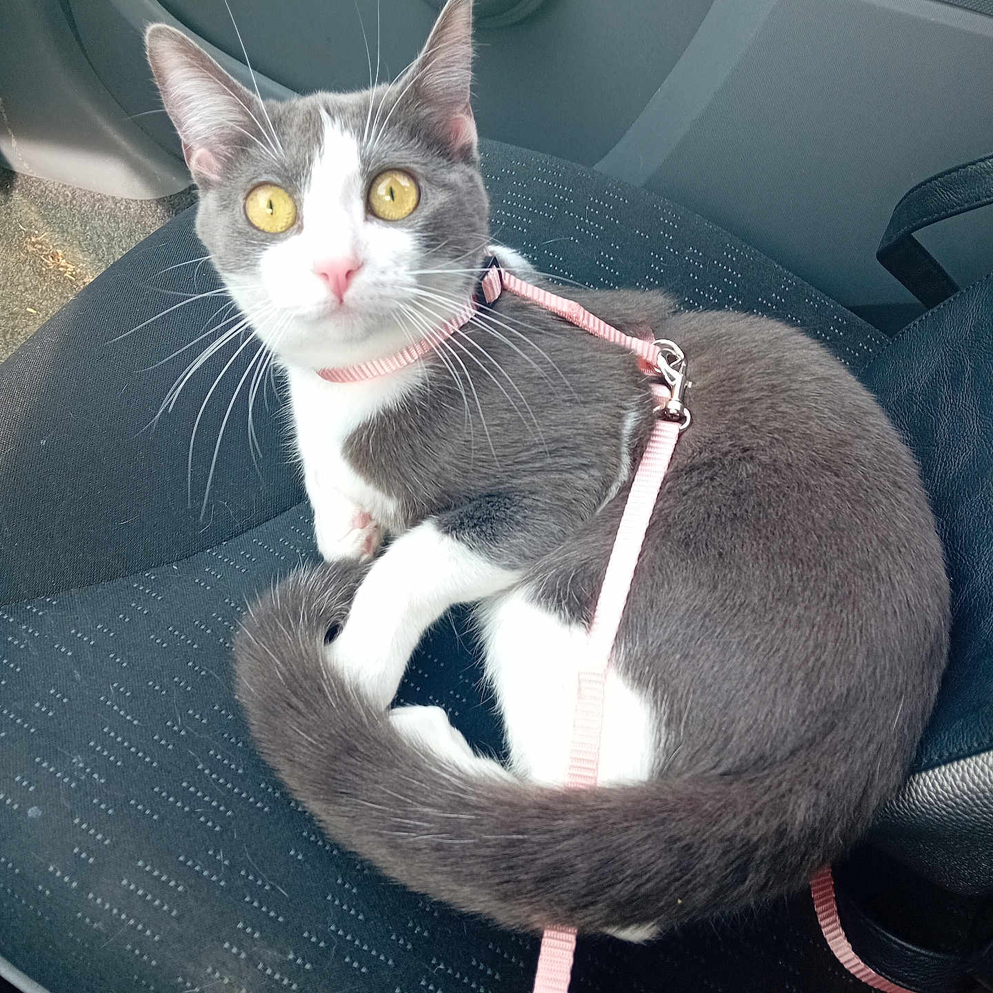 Ora participe au concours pour gagner de l'argent avec cette photo : animal, car_interior, car_seat, cat, curious, domestic_cat, feline, gray_cat, indoor, leash, looking_up, pet, pink_harness, seatbelt_buckle, sitting, tail, transport, whiskers, white_cat, yellow_eyes