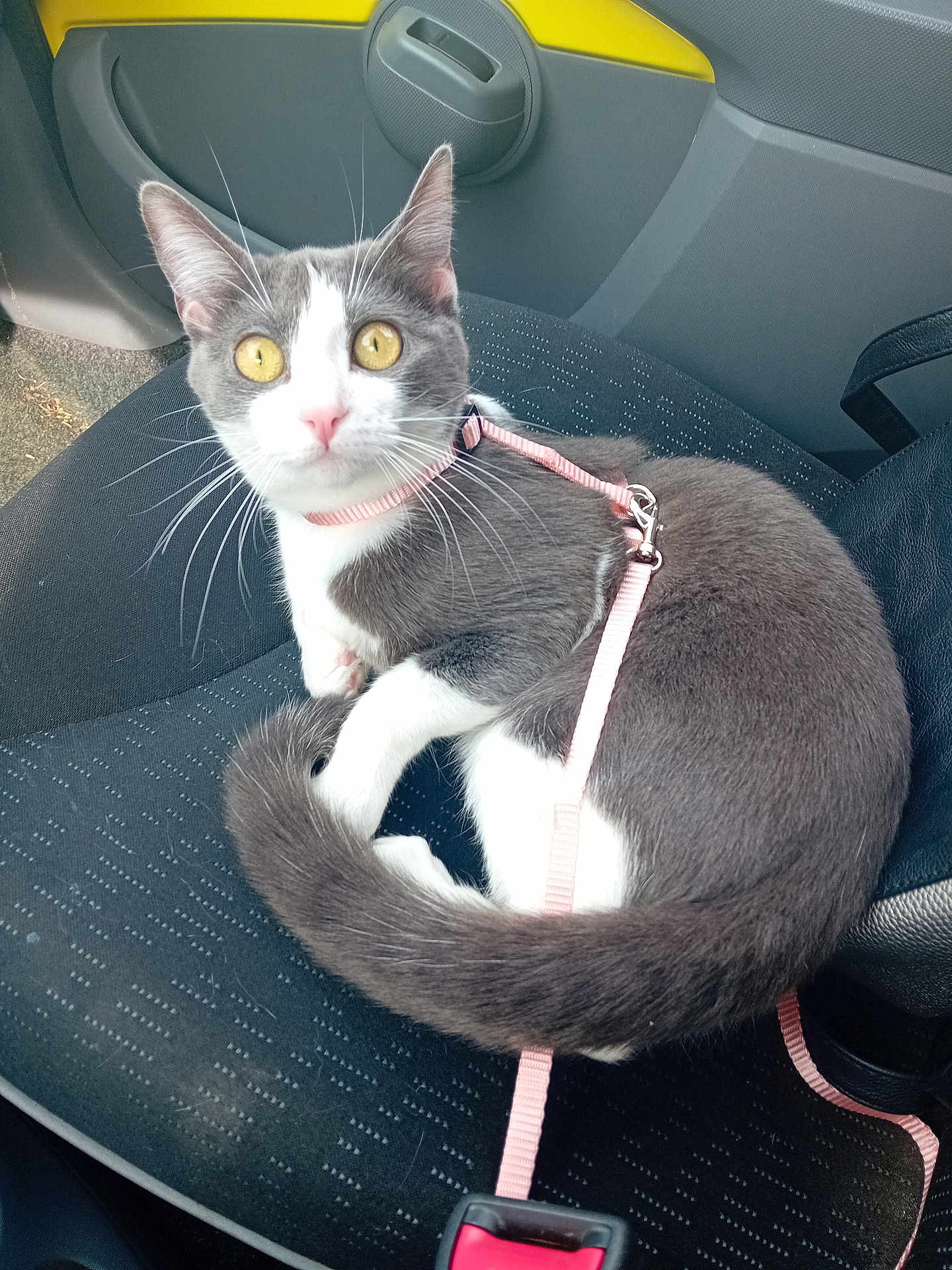 Ora participe au concours pour gagner de l'argent avec cette photo : cat, gray_cat, white_cat, yellow_eyes, pink_harness, leash, car_seat, car_interior, pet, animal, domestic_cat, curious, sitting, looking_up, whiskers, tail, feline, indoor, transport, seatbelt_buckle