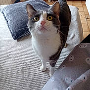 Ora a rejoint le concours — aidez-le/la à gagner de superbes lots ! cat, curious, bed, pillow, blanket, indoor, pet, feline, whiskers, tail, yellow_eyes, striped, fur, floor, furniture, home, cozy, looking_up, cute, animal