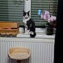 Ora participe au concours pour gagner de l'argent avec cette photo : cat, windowsill, orchid, plant, wooden_crate, radiator, scratching_post, person, indoor, pet, feline, curious, black_and_white, houseplant, furniture, window, curtain, floor, home, photobomb