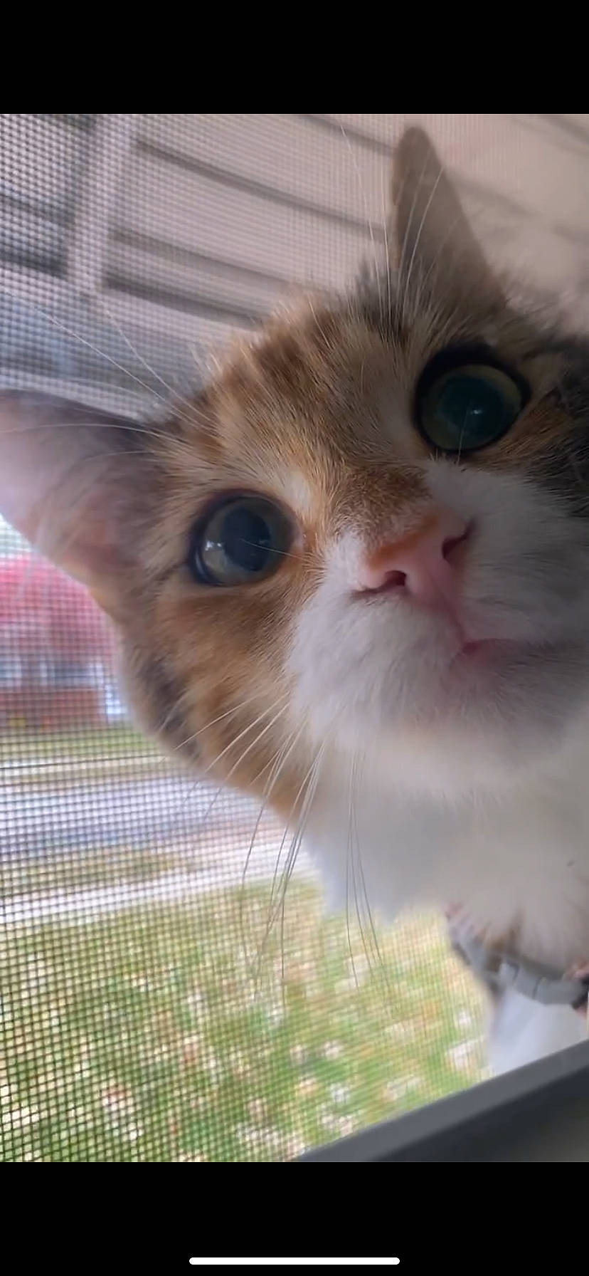 Penny joined the competition — help win amazing prizes! carnivore, cat, domestic_short_haired_cat, eye, fawn, felidae, fur, iris, mesh, nose, paw, pet_supply, small_to_medium_sized_cats, snout, whiskers