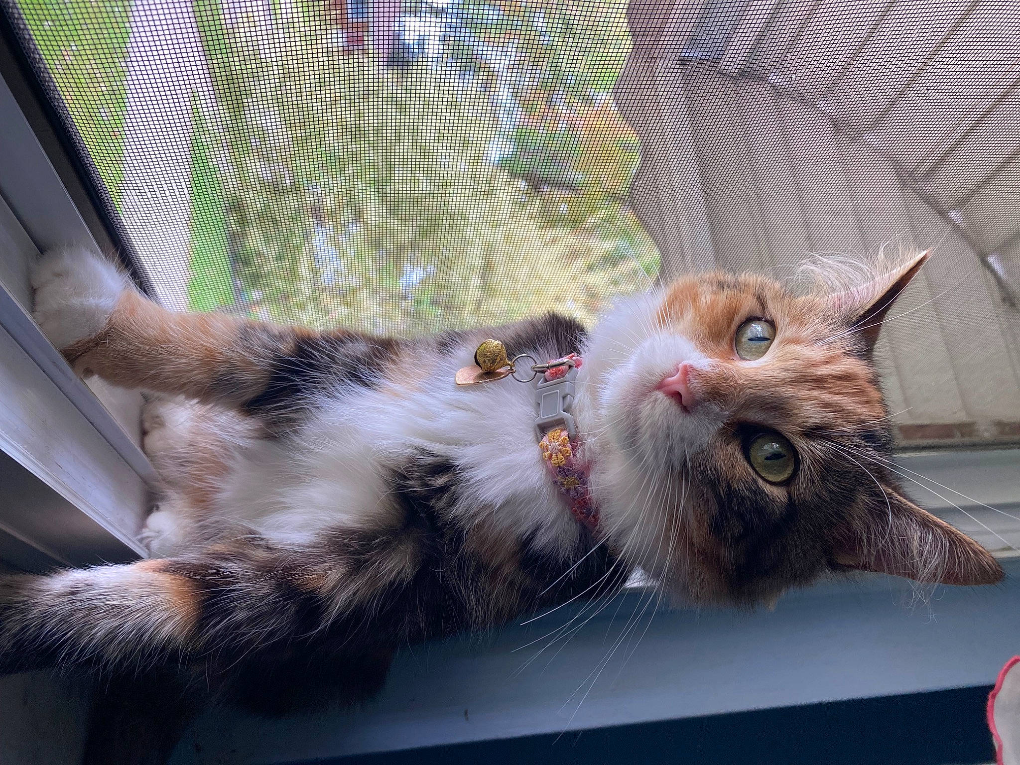 Penny is registered to the contest to win money with this photo: carnivore, cat, claw, comfort, domestic_short_haired_cat, felidae, fur, mesh, paw, plant, small_to_medium_sized_cats, snout, tail, whiskers, window, yawn