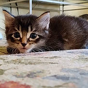Thor Elliott is registered to the contest to win money with this photo: animal, background, carpet, cat, close_up, cozy, cute, domestic, eyes, face, fur, furry, indoor, kitten, lying_down, pet, resting, small, whiskers, young