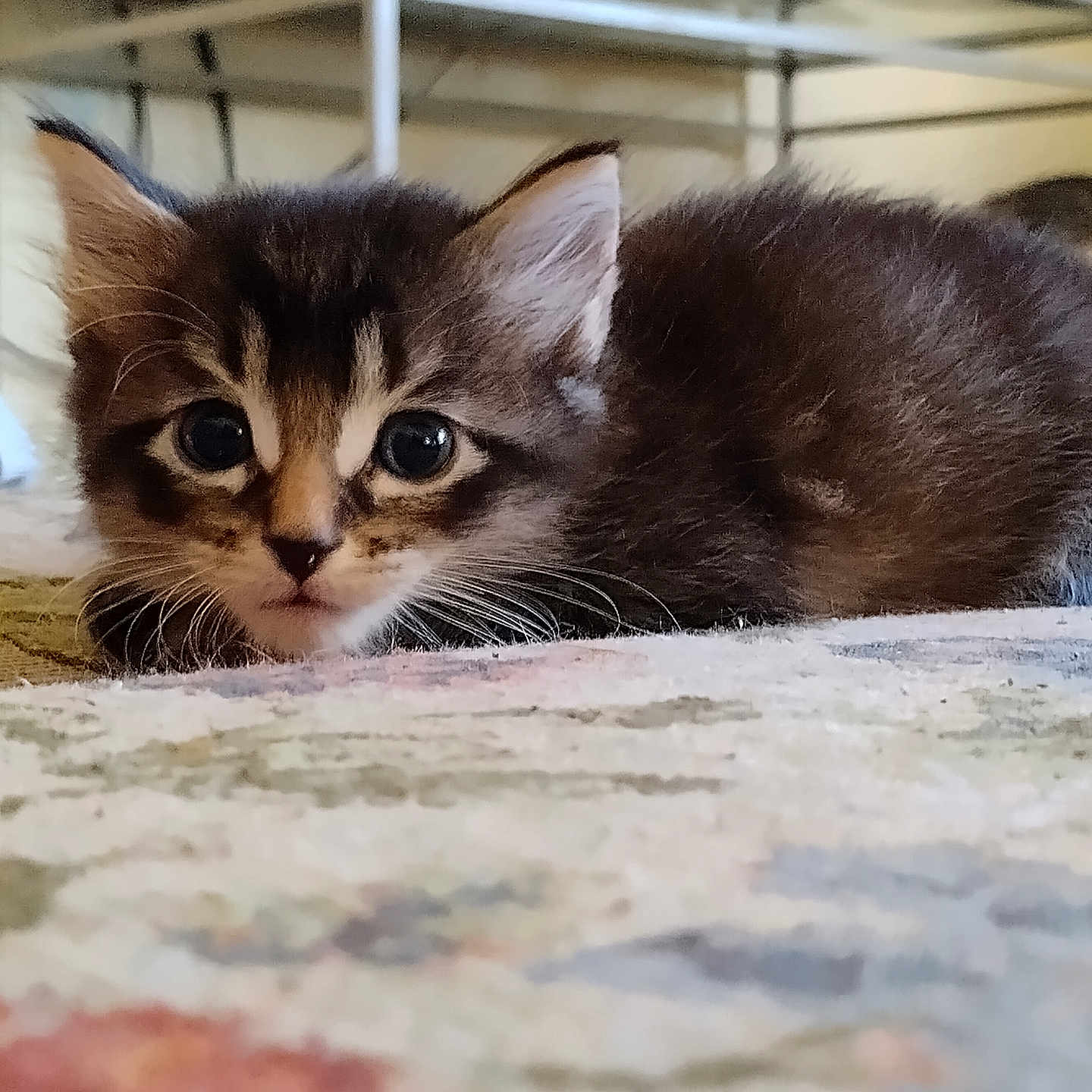 Thor Elliott is registered to the contest to win money with this photo: animal, background, carpet, cat, close_up, cozy, cute, domestic, eyes, face, fur, furry, indoor, kitten, lying_down, pet, resting, small, whiskers, young