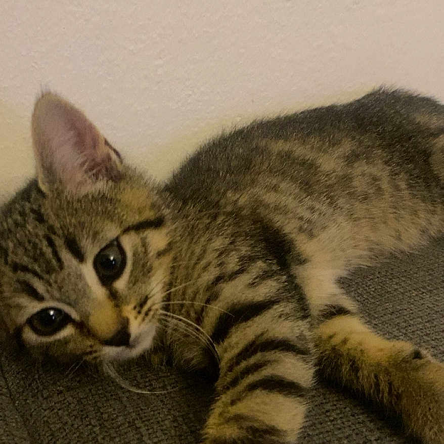 Milo a rejoint le concours — aidez-le/la à gagner de superbes lots ! animal, cat, close_up, couch, ears, eyes, face, feline, home, indoor, kitten, lying_down, paw, pet, portrait, relaxed, sleepy, striped_fur, tabby, whiskers