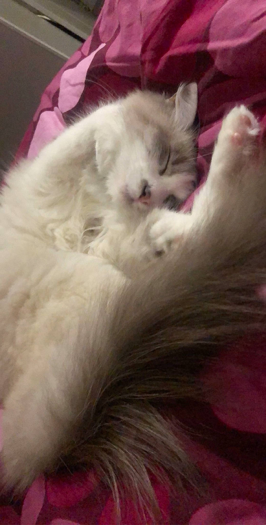 Kira participe au concours pour gagner de l'argent avec cette photo : british_longhair, british_semi_longhair, carnivore, cat, domestic_long_haired_cat, eye, felidae, fur, khao_manee, kitten, mammal, nap, napoleon_cat, norwegian_forest_cat, persian, ragdoll, small_to_medium_sized_cats, turkish_angora, turkish_van, whiskers