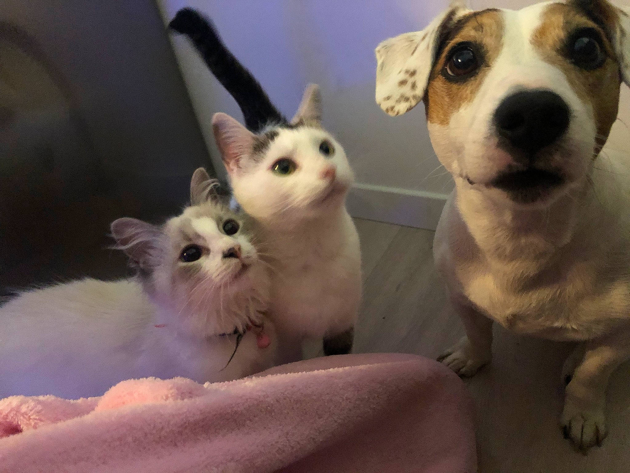 Kira a rejoint le concours — aidez-le/la à gagner de superbes lots ! canidae, carnivore, cat, companion_dog, dog, dog_breed, fawn, felidae, kitten, mammal, nose, paw, photo_caption, puppy, puppy_love, russell_terrier, small_to_medium_sized_cats, snout, vertebrate, whiskers