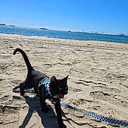 Peddles joined the competition — help win amazing prizes! animal, beach, black_cat, blue_sky, cat, coast, daytime, harness, leash, nature, ocean, outdoor, pet, sand, ships, sky, sunny, travel, walking, water