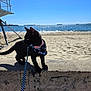 Peddles is registered to the contest to win money with this photo: animal, beach, black_cat, blue_sky, collar, concrete, curious, daytime, feline, harness, kitten, leash, nature, ocean, outdoor, pet, sand, small_cat, sunny, water