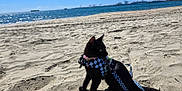 Peddles is registered to the contest to win money with this photo: animal, beach, black_cat, blue_sky, cat, daytime, feline, harness, leash, nature, ocean, outdoor, pet, sand, seaside, ship, shore, sky, sunny, water