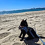 animal, beach, black_cat, blue_sky, cat, daytime, feline, harness, leash, nature, ocean, outdoor, pet, sand, seaside, ship, shore, sky, sunny, water
