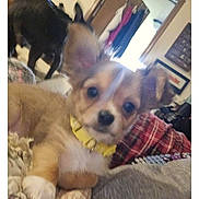Biscuit is registered to the contest to win money with this photo: animal, bed, blanket, blurred, brown, companion, cozy, cute, dog, ears, furry, home, indoor, living_room, pet, plaid, puppy, small, white, yellow_collar