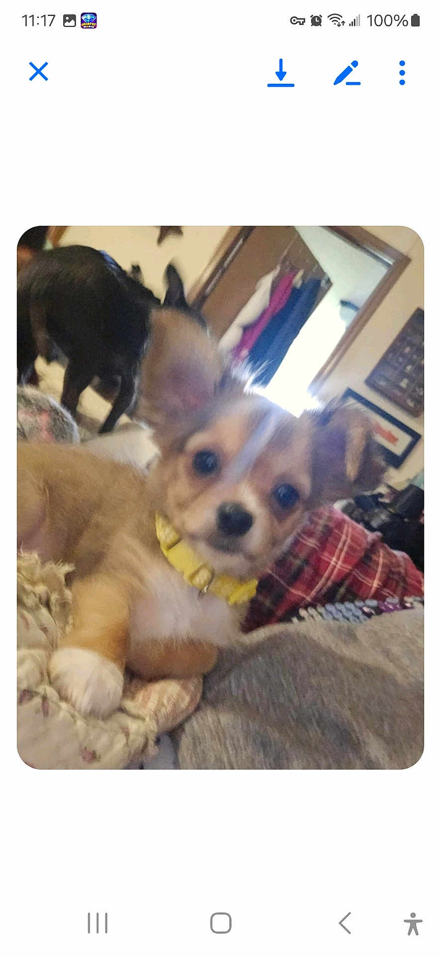 Biscuit