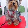 animal, backyard, chair, cute, daylight, dog, ears, face, fence, fur, greenery, leash, outdoor, pet, portrait, red_chair, red_harness, sitting, small_dog, yorkshire_terrier