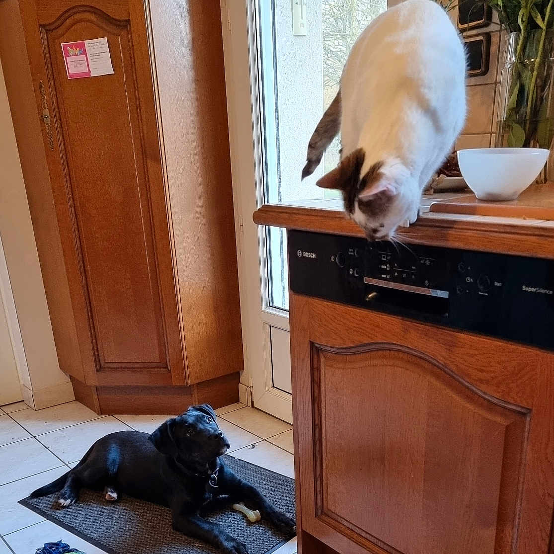 Samy participe au concours pour gagner de l'argent avec cette photo : animal, black_dog, cabinet, cat, counter, curious, dog, door, floor, home, indoor, kitchen, looking_up, mat, natural_light, pet, tile_floor, toy, white_cat, window