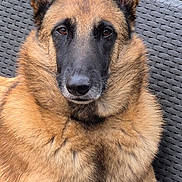 Kira participe au concours pour gagner de l'argent avec cette photo : dog, canine, adult_dog, fur, brown_fur, black_muzzle, perky_ears, alert, portrait, close_up, wicker_chair, outdoor_furniture, garden, plants, sitting, paw, bench, texture, calm, pet