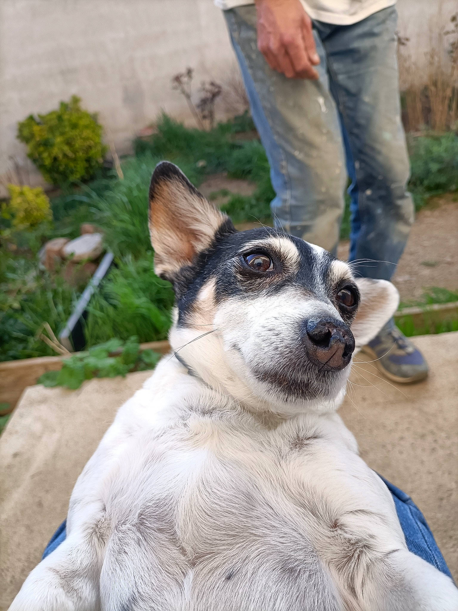 Faya participe au concours pour gagner de l'argent avec cette photo : canidae, carnivore, collar, companion_dog, dog, dog_breed, fawn, fur, grass, non_sporting_group, plant, puppy, snout, soil, sporting_group, terrestrial_animal, whiskers, wildlife, working_animal, working_dog