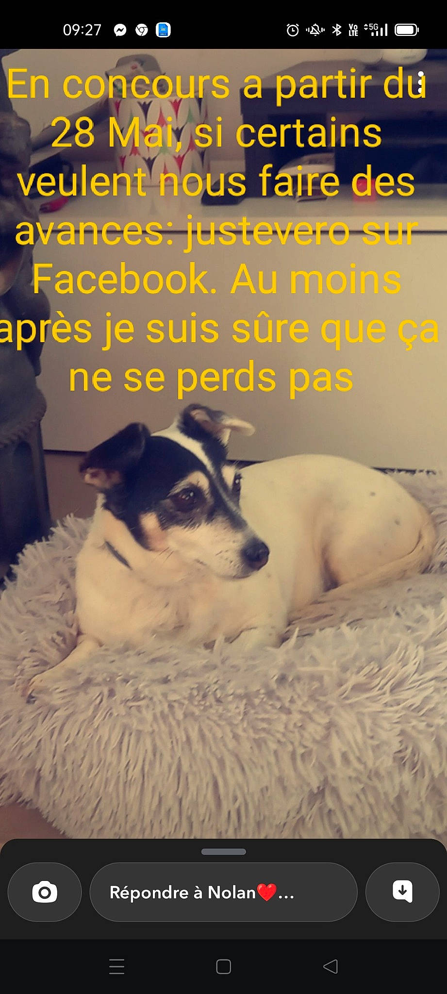 Faya participe au concours pour gagner de l'argent avec cette photo : advertising, ancient_dog_breeds, canidae, carnivore, chilean_fox_terrier, comfort, companion_dog, dog, dog_breed, font, paw, photo_caption, publication, puppy, puppy_love, snout, sporting_group, street_dog, terrestrial_animal, working_dog