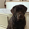 dog, labrador, chocolate_labrador, pet, animal, sitting, portrait, indoors, home, living_room, brown_fur, floppy_ears, dark_eyes, muzzle, large_dog, cabinet, radiator, table, decor, turtle_figurine