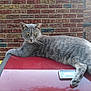 alert, animal, brick_wall, calm, cat, closeup, domestic_cat, feline, fur, gray_cat, horizontal, looking, mammal, outdoor, paw, pet, red_surface, relaxed, resting, whiskers