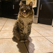 Tj Boy is registered to the contest to win money with this photo: cat, tabby, kitten, pet, animal, feline, indoor, kitchen, tile_floor, shadow, fur, whiskers, paws, sitting, domestic, curious, home, appliance, cabinet, stove