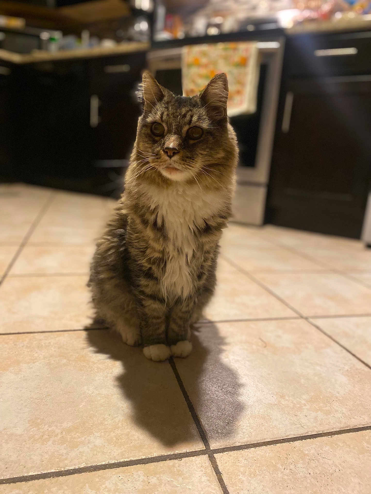 Tj Boy is registered to the contest to win money with this photo: cat, tabby, kitten, pet, animal, feline, indoor, kitchen, tile_floor, shadow, fur, whiskers, paws, sitting, domestic, curious, home, appliance, cabinet, stove