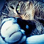 animal, blurred_foreground, cat, close_up, cozy, feline, focus, fur, green_eye, indoor, mammal, paw, pet, portrait, relaxed, sleepy, soft_light, tabby, texture, whiskers
